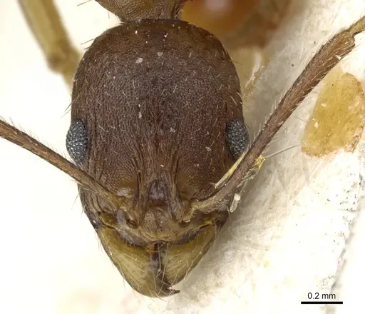 Aphaenogaster fulva - CASENT0904167