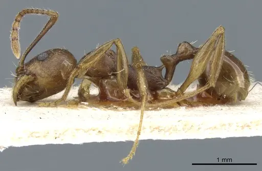 Aphaenogaster fulva - CASENT0904167