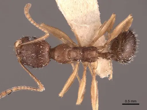 Aphaenogaster fulva - FMNHINS0000049614