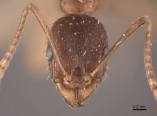 Aphaenogaster fulva - FMNHINS0000049614