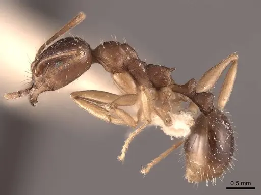 Aphaenogaster fulva - FMNHINS0000049614