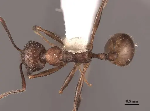 Aphaenogaster fulva - FMNHINS0000062926