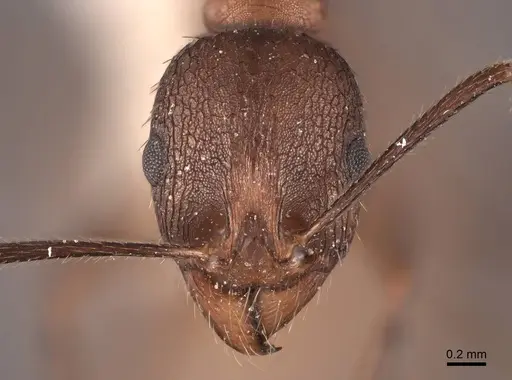 Aphaenogaster fulva - FMNHINS0000062926