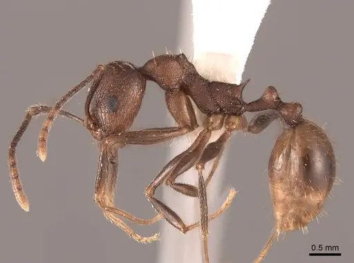 Aphaenogaster fulva - FMNHINS0000062926