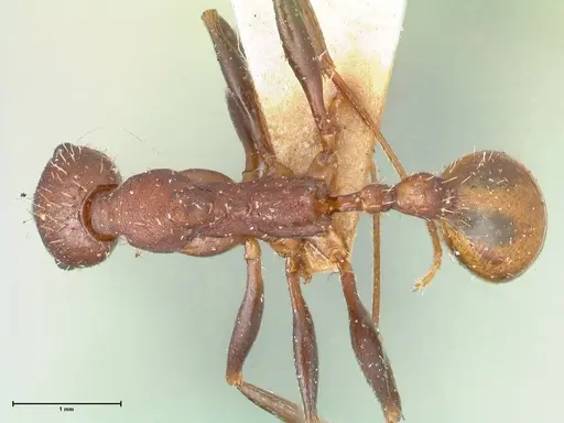 Aphaenogaster fulva - FOCOL1231