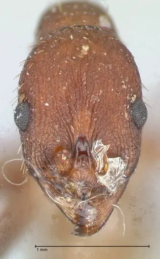 Aphaenogaster fulva - FOCOL1231