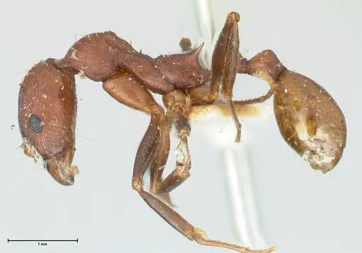 Aphaenogaster fulva - FOCOL1231