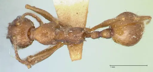 Aphaenogaster fulva - FOCOL1232