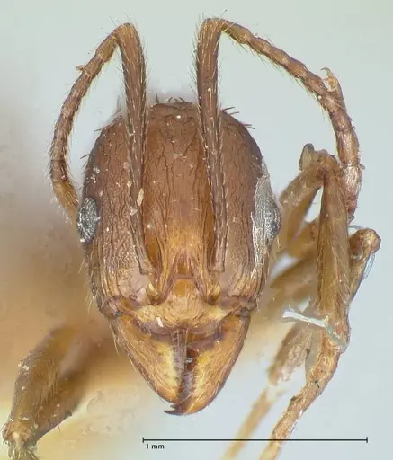 Aphaenogaster fulva - FOCOL1232