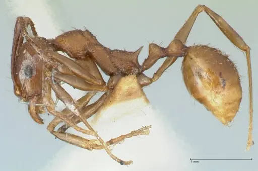 Aphaenogaster fulva - FOCOL1232