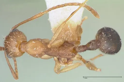 Aphaenogaster fulva - FOCOL1233