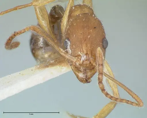 Aphaenogaster fulva - FOCOL1233