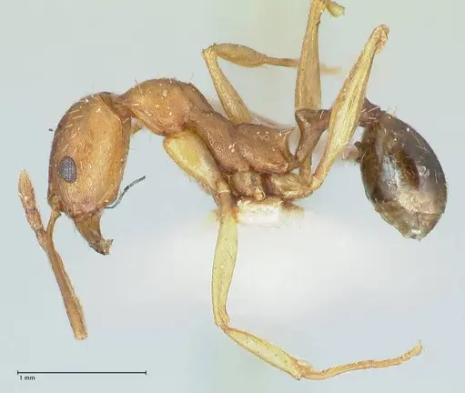 Aphaenogaster fulva - FOCOL1233
