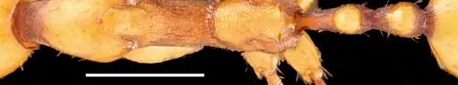 Aphaenogaster gamagumayaa specimen
