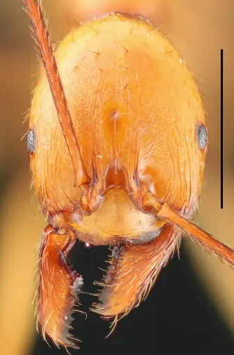 Aphaenogaster gamagumayaa specimen
