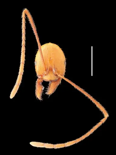 Aphaenogaster gamagumayaa specimen
