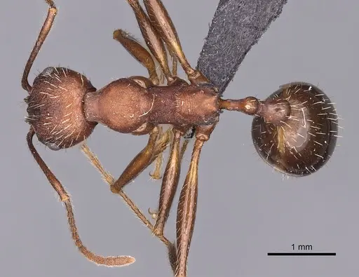 Aphaenogaster geei specimen