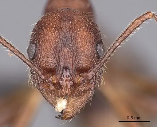Aphaenogaster geei specimen