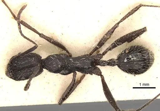 Aphaenogaster gemella specimen