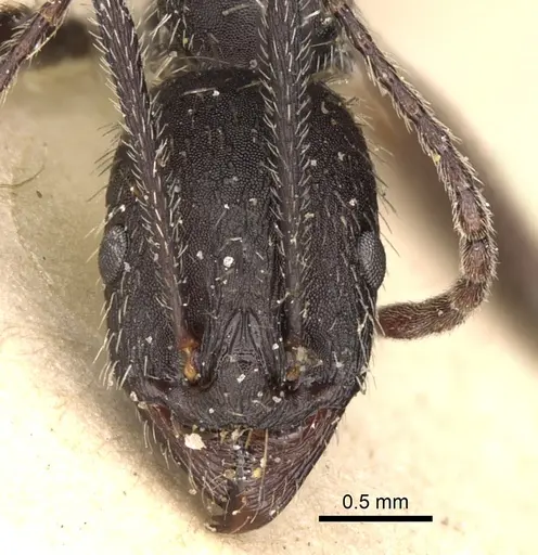 Aphaenogaster gemella specimen