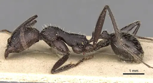 Aphaenogaster gemella specimen