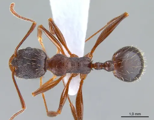 Aphaenogaster gibbosa specimen