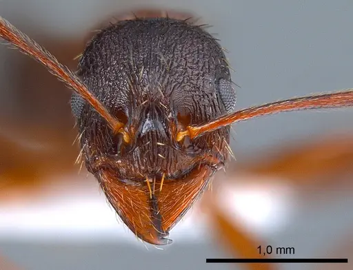 Aphaenogaster gibbosa specimen