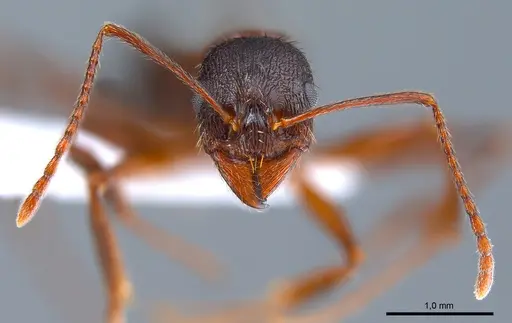 Aphaenogaster gibbosa specimen