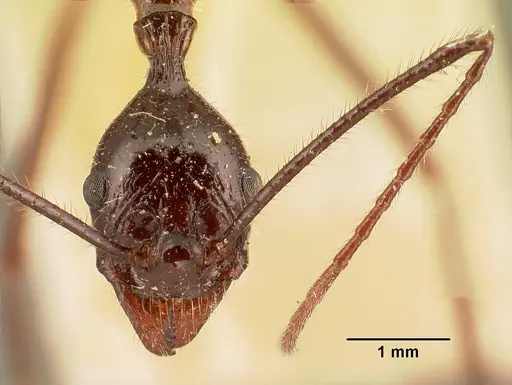 Aphaenogaster gonacantha specimen