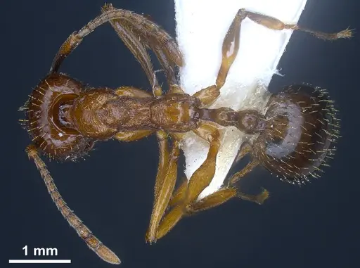 Aphaenogaster graeca specimen
