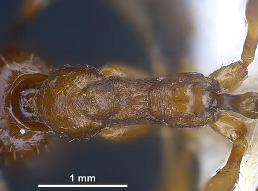Aphaenogaster graeca specimen