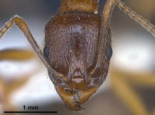 Aphaenogaster graeca specimen