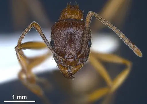 Aphaenogaster graeca - ANTWEB1041239