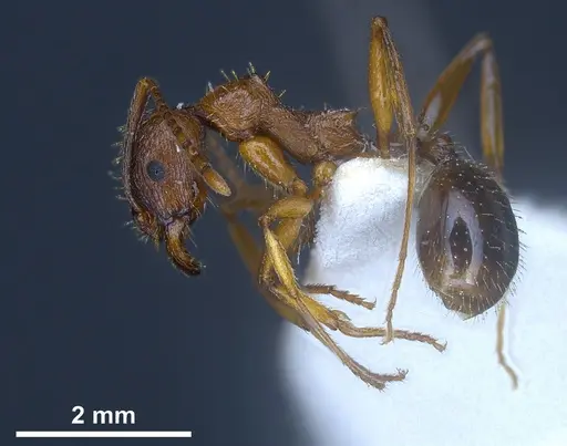 Aphaenogaster graeca - ANTWEB1041239