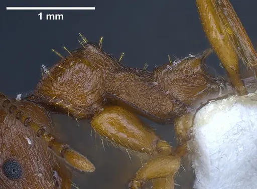 Aphaenogaster graeca - ANTWEB1041239