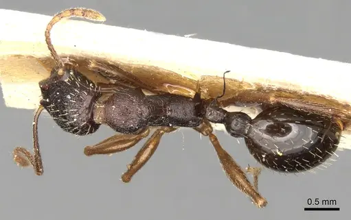 Aphaenogaster graeca - CASENT0280956