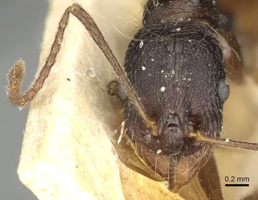 Aphaenogaster graeca - CASENT0280956