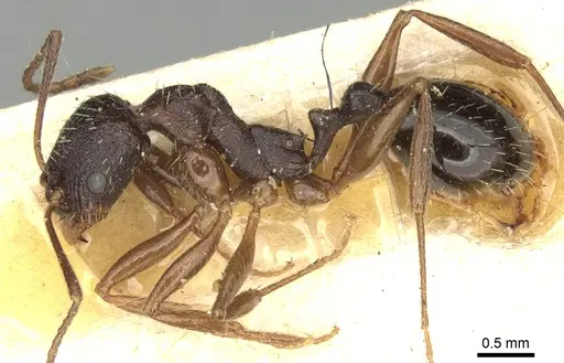 Aphaenogaster graeca - CASENT0280956