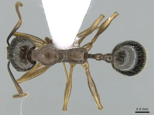 Aphaenogaster graeca - CASENT0906111