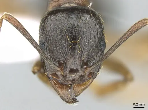 Aphaenogaster graeca - CASENT0906111