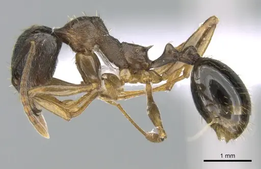 Aphaenogaster graeca - CASENT0906111