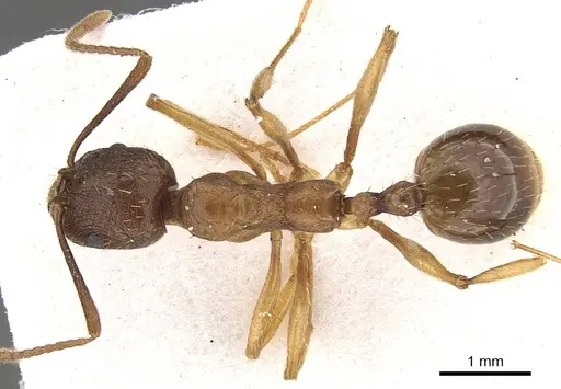 Aphaenogaster graeca - CASENT0911129