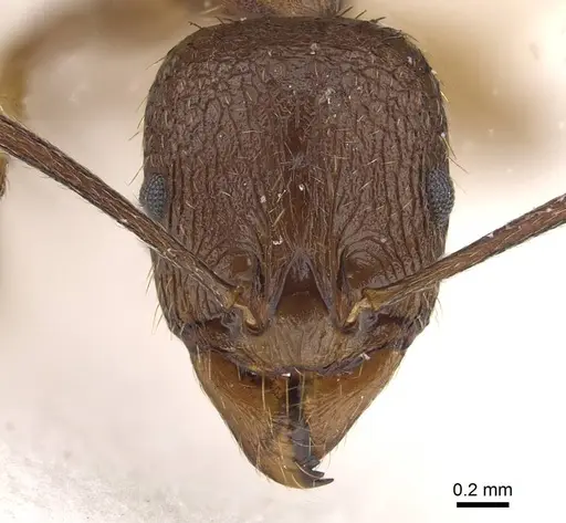 Aphaenogaster graeca - CASENT0911129