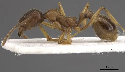 Aphaenogaster graeca - CASENT0911129