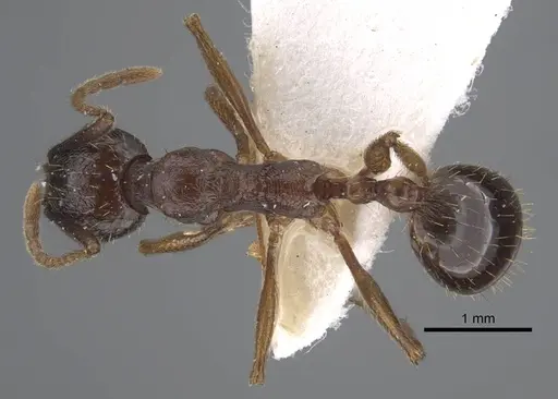 Aphaenogaster graeca - CASENT0917360
