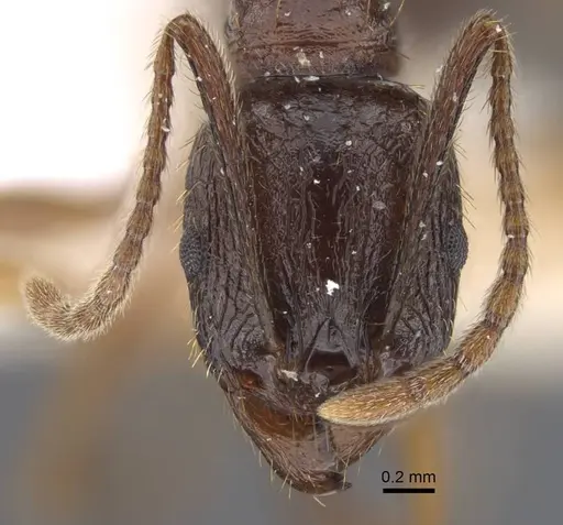 Aphaenogaster graeca - CASENT0917360