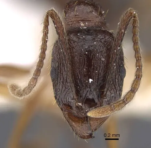 Aphaenogaster graeca - CASENT0917360