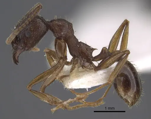 Aphaenogaster graeca - CASENT0917360