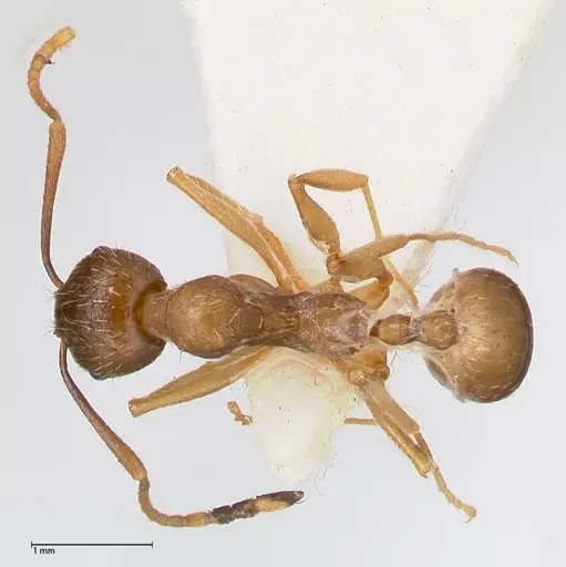 Aphaenogaster graeca - FOCOL0516