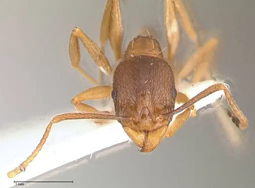 Aphaenogaster graeca - FOCOL0516
